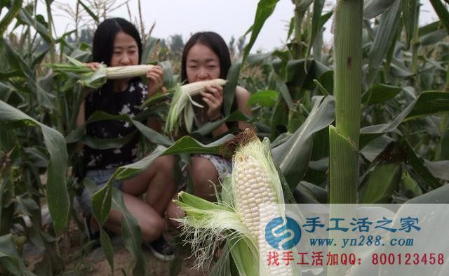 種植水果玉米騙局